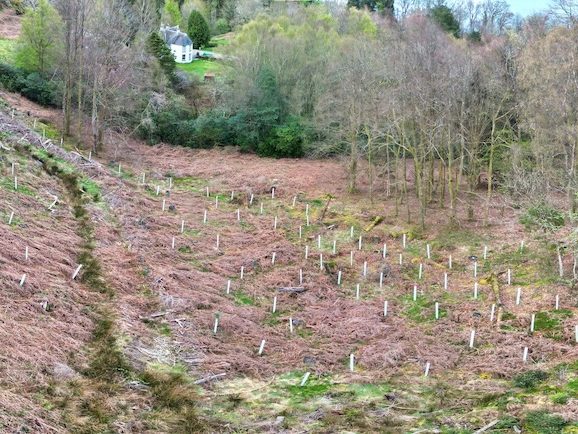 Newly planted native woodland with tree guards