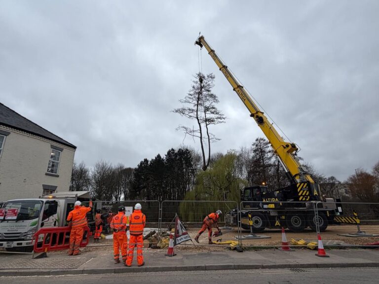 Tree surgery team lifting a tree section by crane